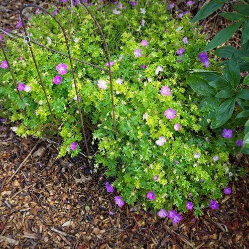 shrub with small, purple and white flowers and small green leaves