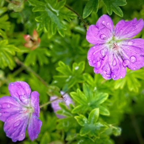 Bloody geranium(Geranium sanguineum  'Alan Bloom');  purple, dewy flowers with green stems and green lobed leaves