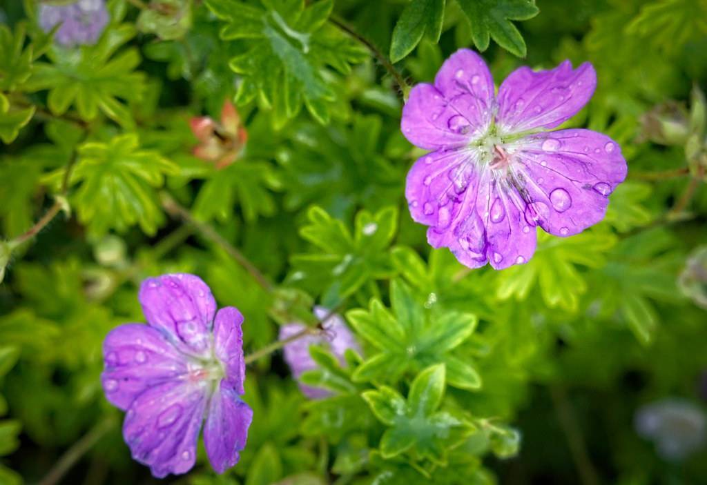 Bloody geranium(Geranium sanguineum  'Alan Bloom');  purple, dewy flowers with green stems and green lobed leaves