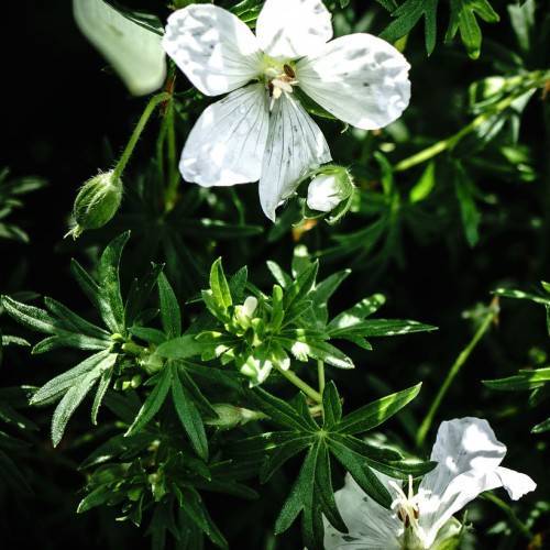 white flowers with green hairy stems and buds, small, green, digitate-shaped leaves