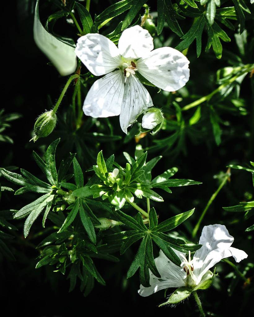 white flowers with green hairy stems and buds, small, green, digitate-shaped leaves