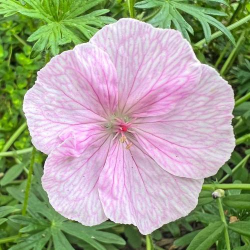 baby pink flower with pink veins and stamens