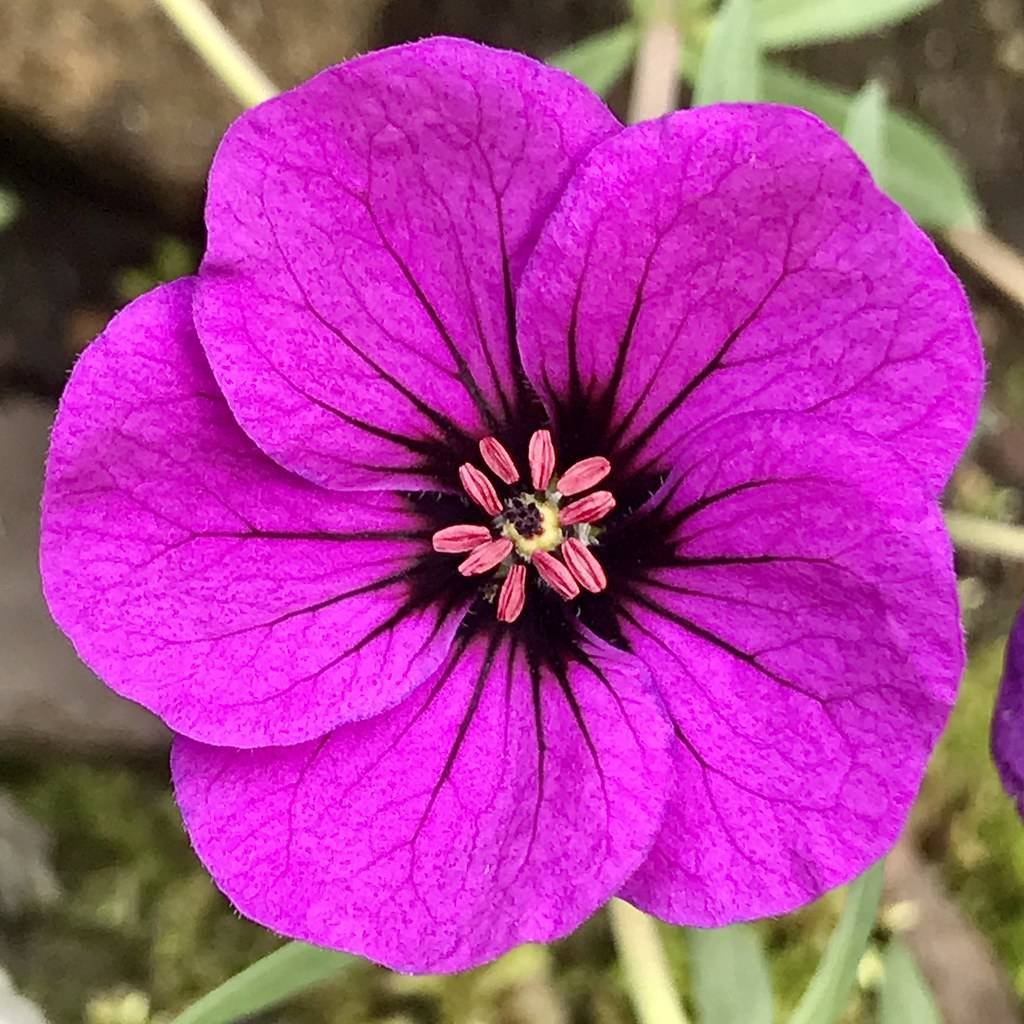 Bloody geranium(Geranium sanguineum  'John Elsley'); saucer-shaped, purple-pink flower with violet veins and pink stamens