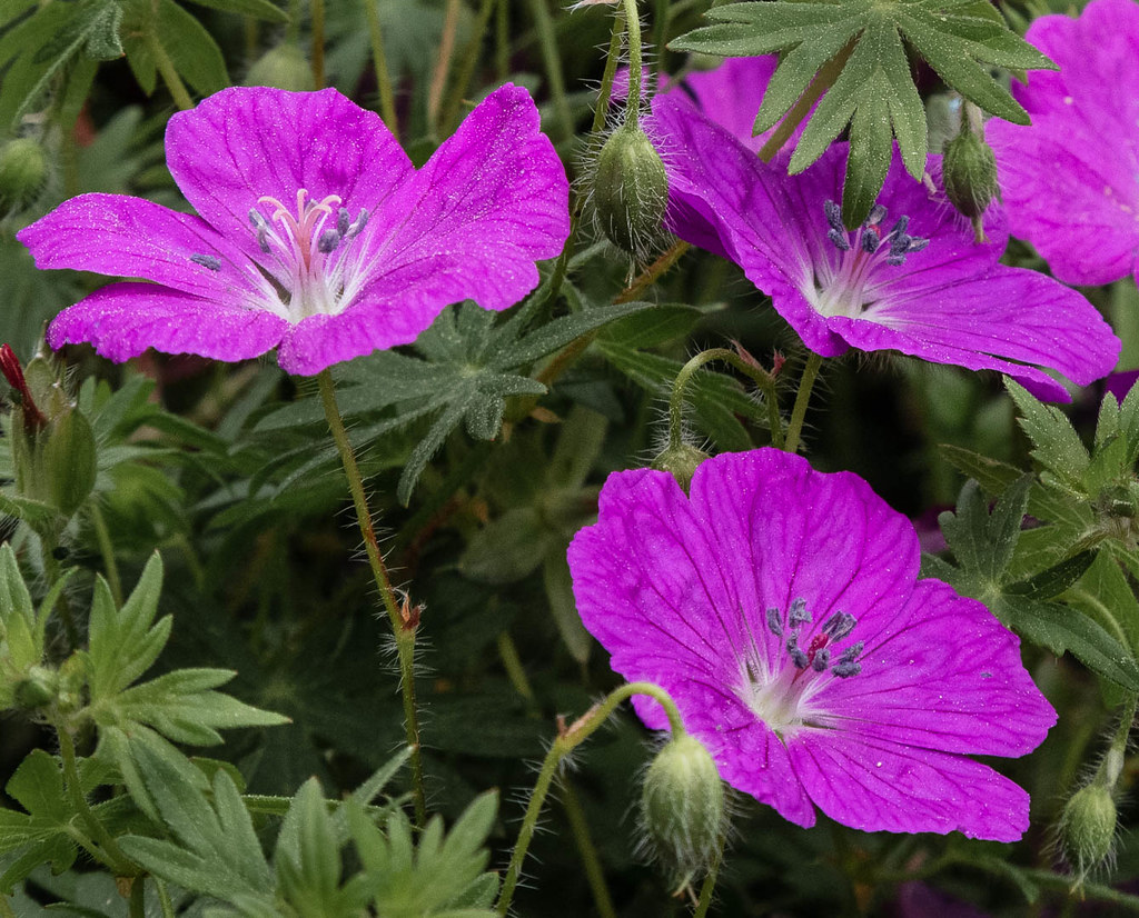 dark purple, saucer-shaped flowers with gray-blue anthers, hairy green stems, and buds