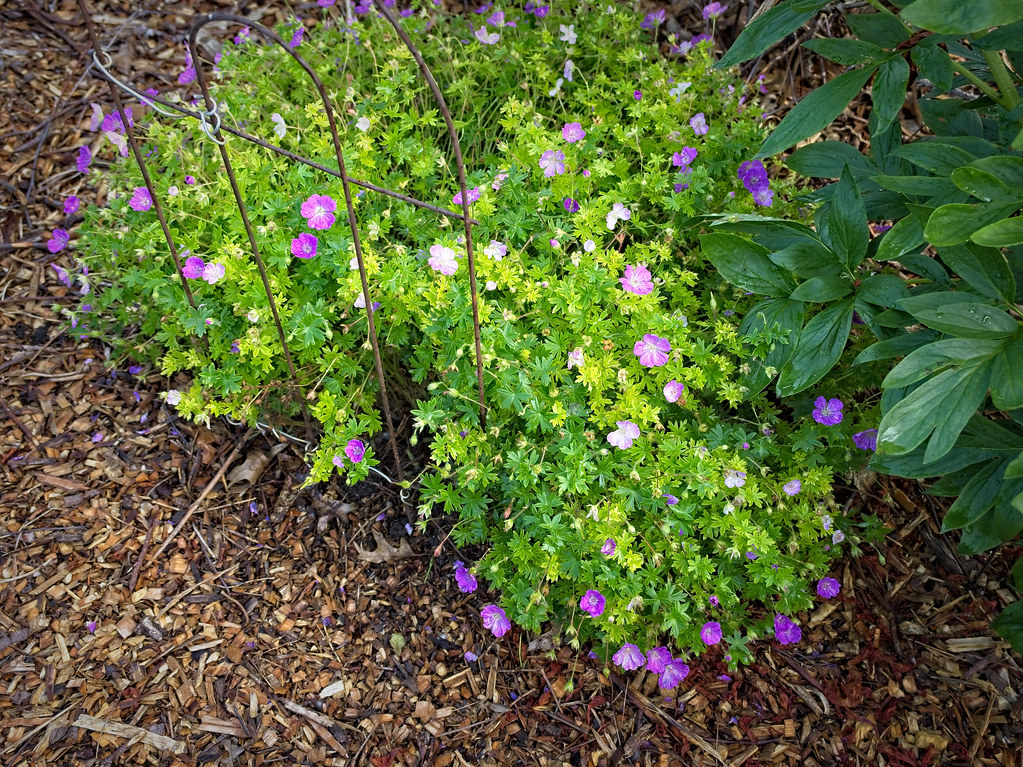 shrub with small, purple and white flowers and small green leaves