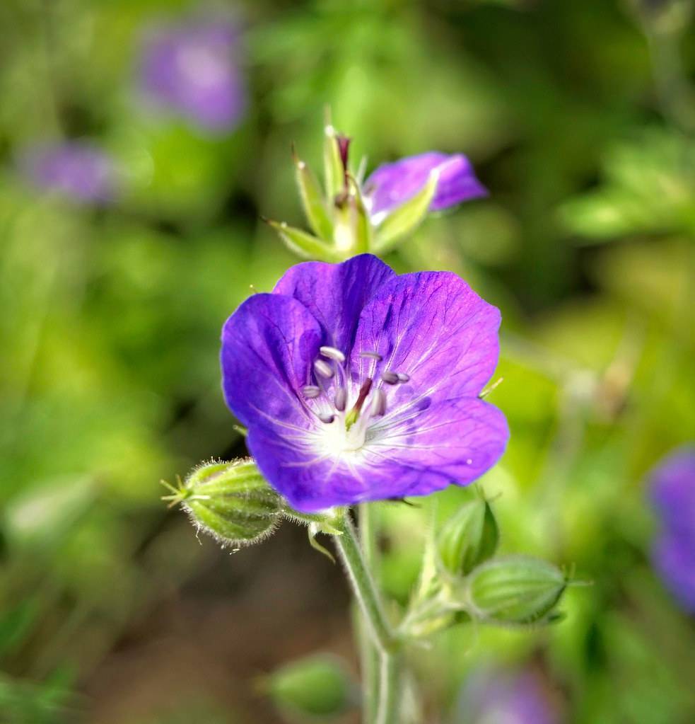 purple-blue, saucer-shaped flower with purple and white stamens, hairy, green stems and buds