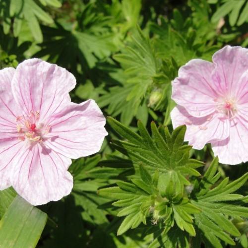 Light-Pink flower with dark-pink stigma, off-white anthers, dark-green leaves