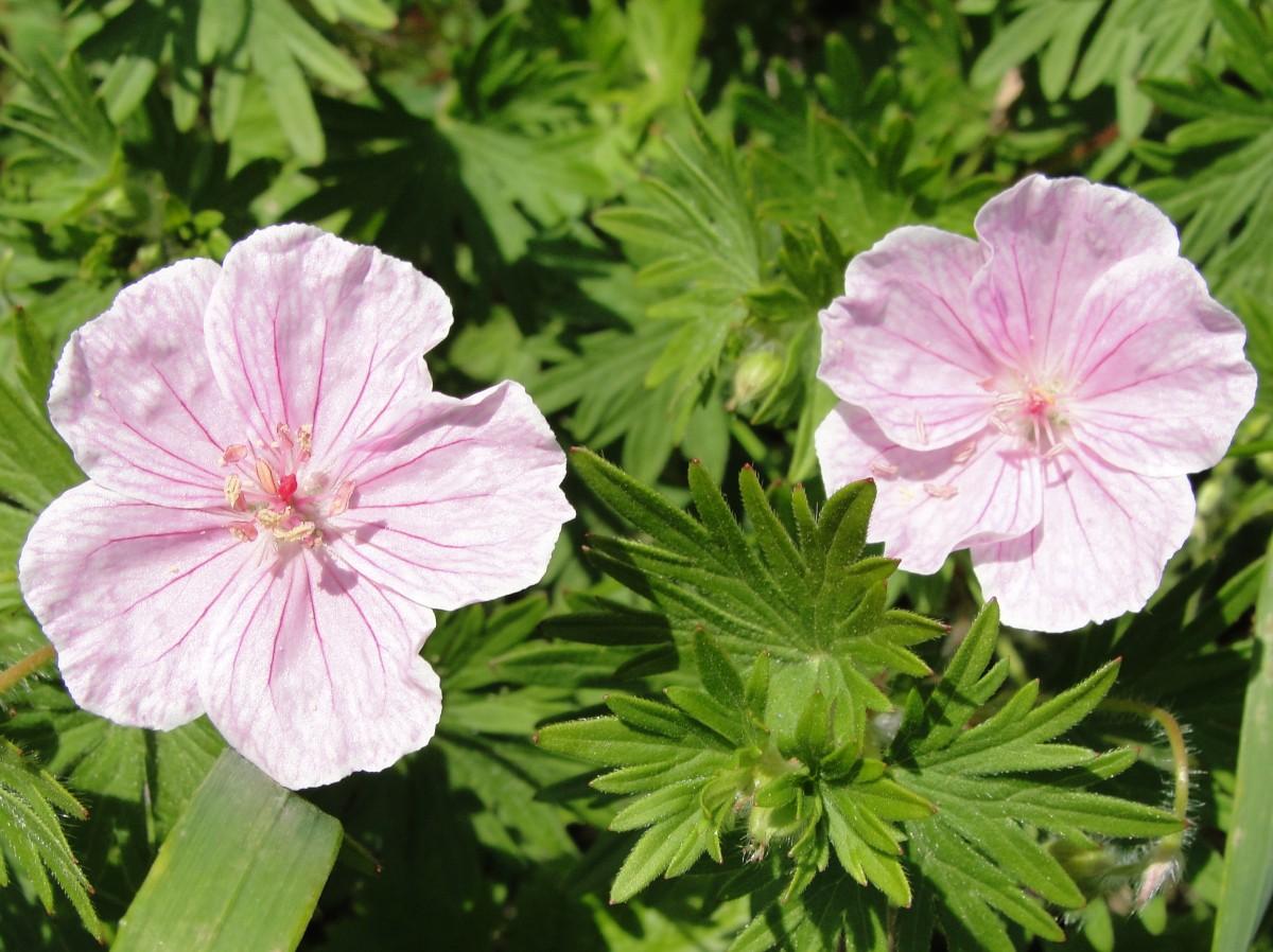 Light-Pink flower with dark-pink stigma, off-white anthers, dark-green leaves