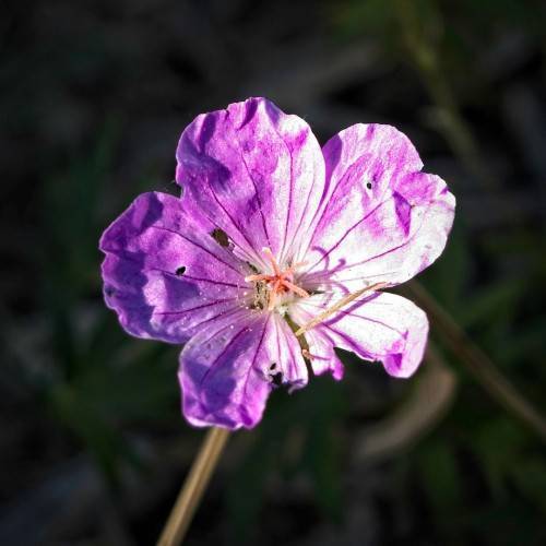 purple flower with dark purple veins and star-like pink stamens