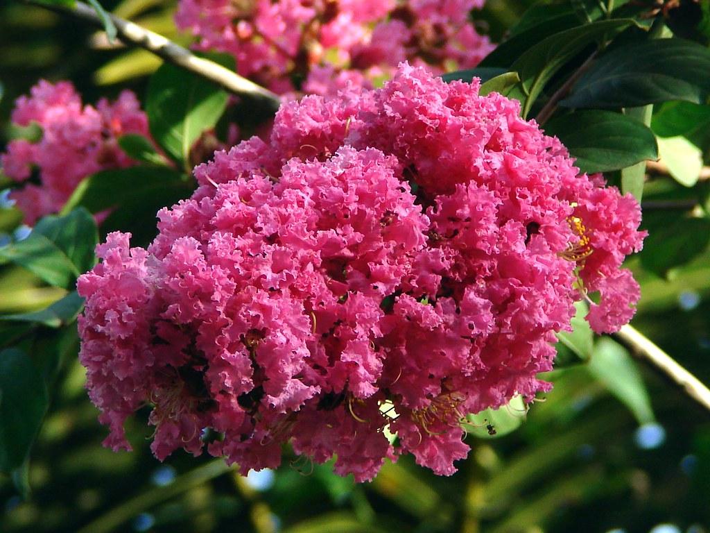 dark-pink flowers with green leaves on a brown stem