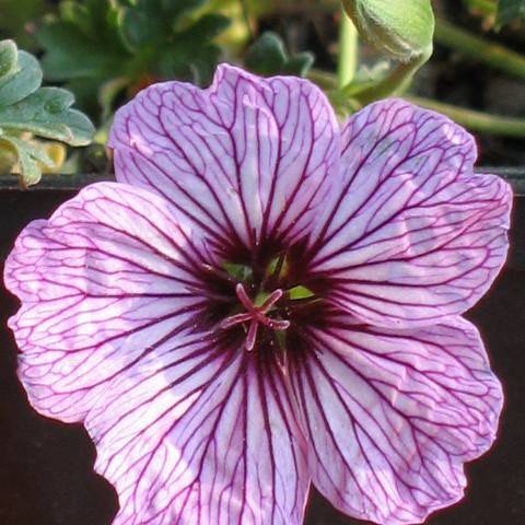 pinkish-white flower with violet veins and stamens