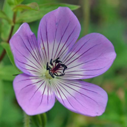 purple to white, saucer-like flower with violet veins, navy-blue anthers, and violet stigma