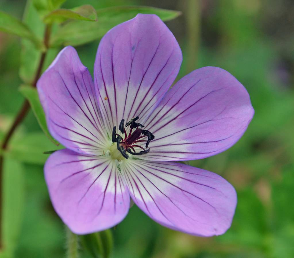 purple to white, saucer-like flower with violet veins, navy-blue anthers, and violet stigma