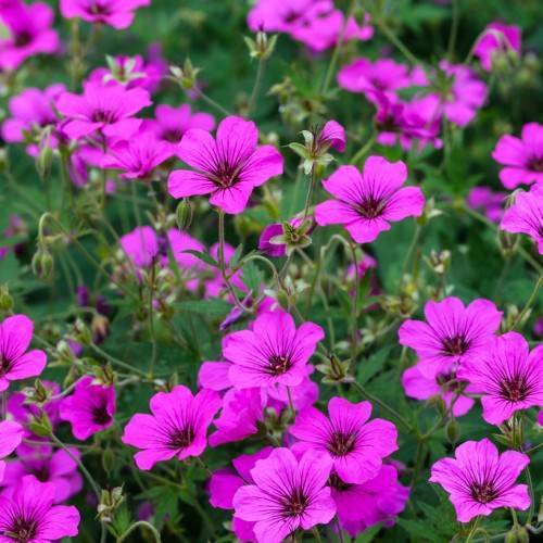 fuchsia-colored, saucer-like flowers with violet centers, green sepals, stems, and leaves