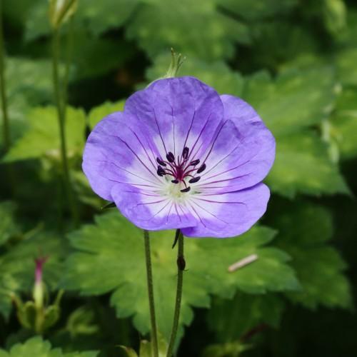 Violet flower with white center, black anthers, purple filaments, purple stigna, purple style, white ovary, green leaves and dark-green stems
