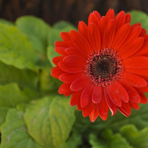 Orange flower with black center, orange anthers and line-green leaves