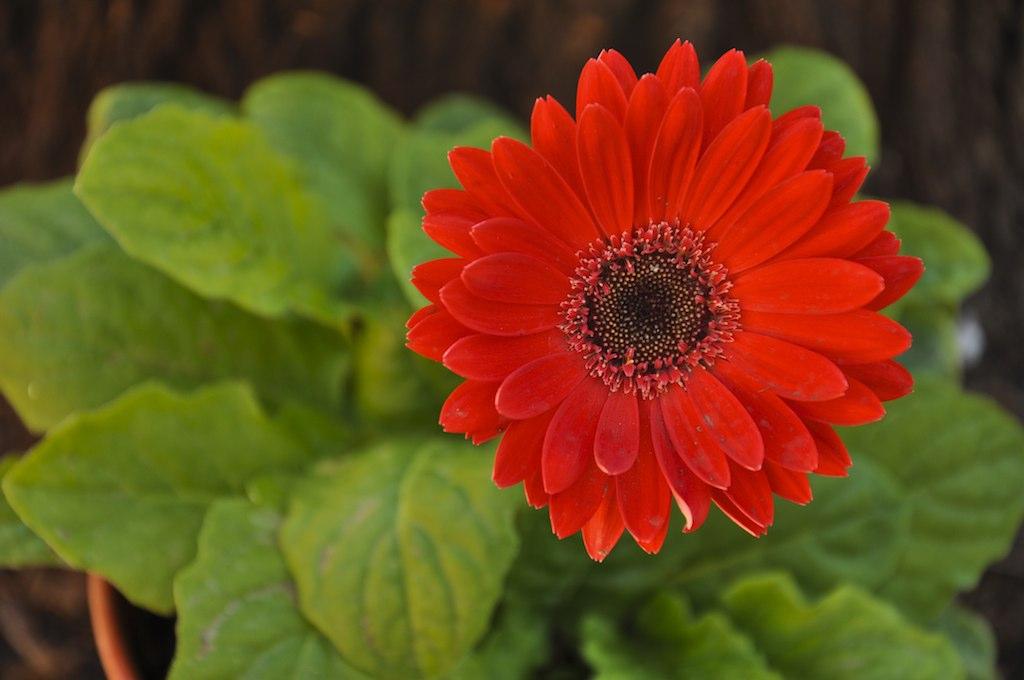 Orange flower with black center, orange anthers and line-green leaves