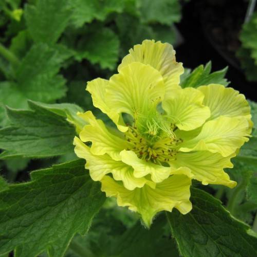 yellow flower with multiple layers of petals, green veins, yellow stamens, and green-toothed leaves