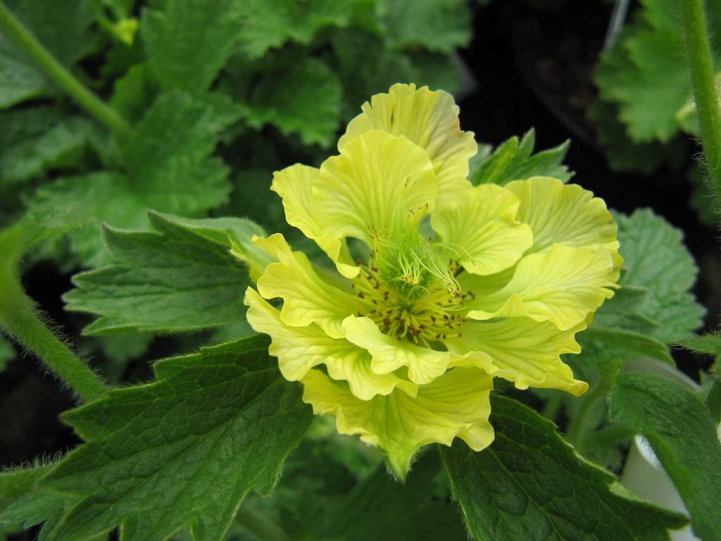 yellow flower with multiple layers of petals, green veins, yellow stamens, and green-toothed leaves