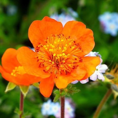 Orange flower with red-yellow filaments, lime-green sepal and brown stem.