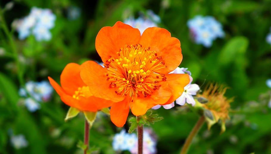 Orange flower with red-yellow filaments, lime-green sepal and brown stem.