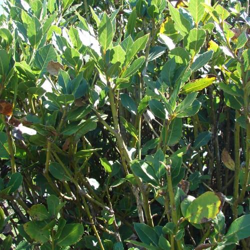 green stems consisting green-yellow leaves.
