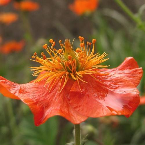 orange flower with prominent orange stamens and green stem