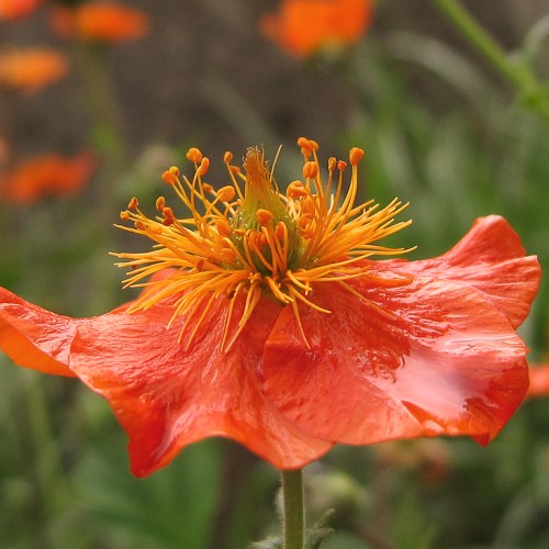 Scarlet flower with orange-lime center, white hair, green stem, orange stigma, style and stamen.