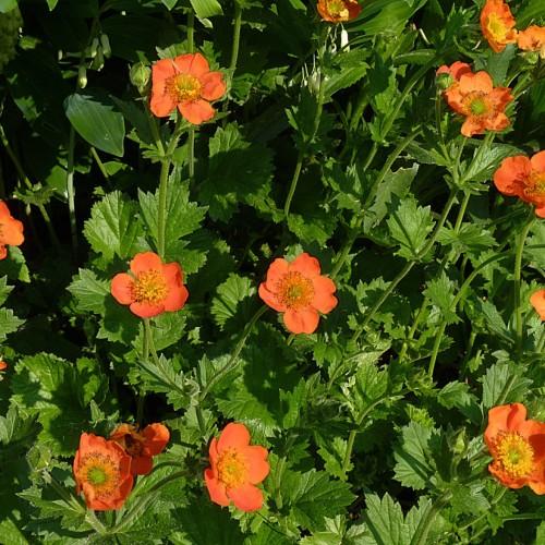 Orange flower with yellow anthers, dark-green leaves and stems.