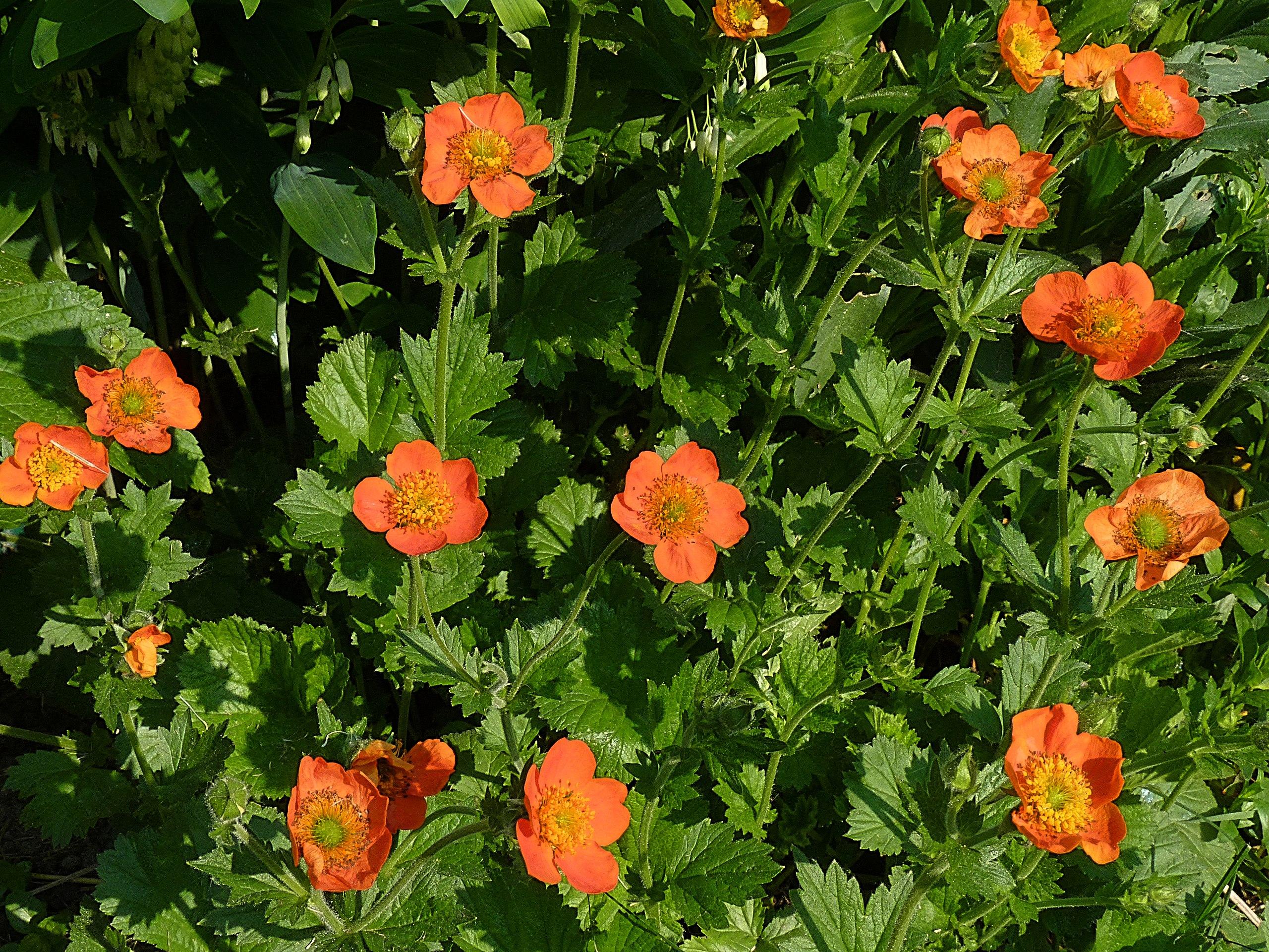 Orange flower with yellow anthers, dark-green leaves and stems.