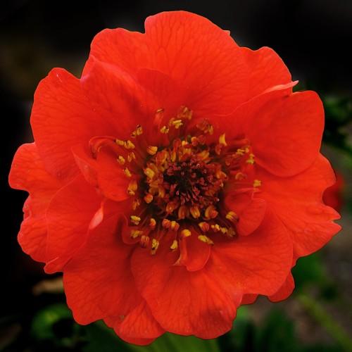 orange-red flower with red-yellow anthers