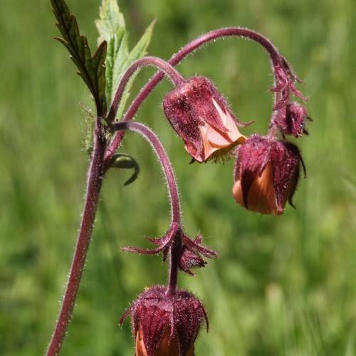 peachy pink flowers with hairy, burgundy sepals, stems, and toothed green leaves