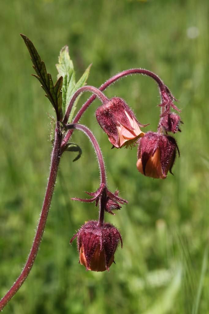 peachy pink flowers with hairy, burgundy sepals, stems, and toothed green leaves