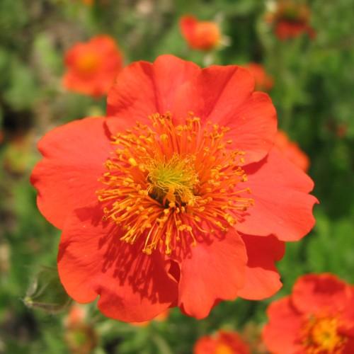 orange-red flower with yellow stamen.