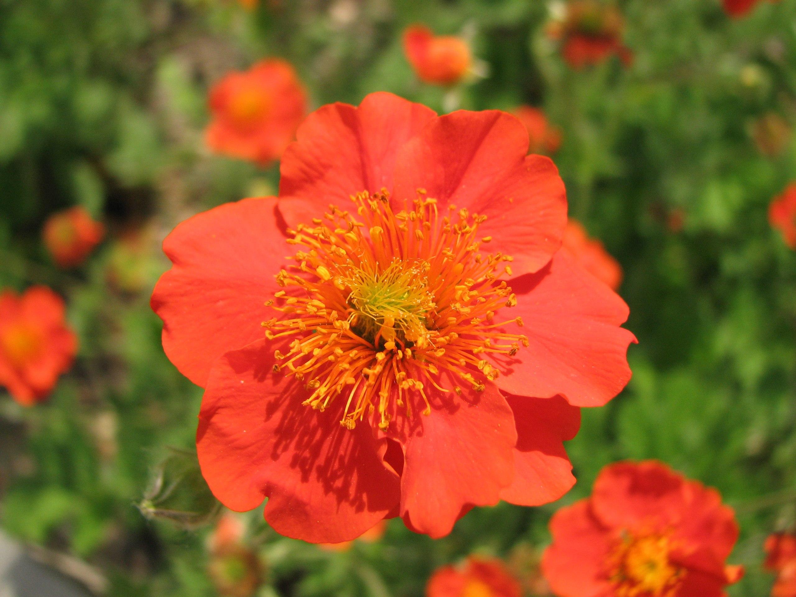 orange-red flower with yellow stamen.
