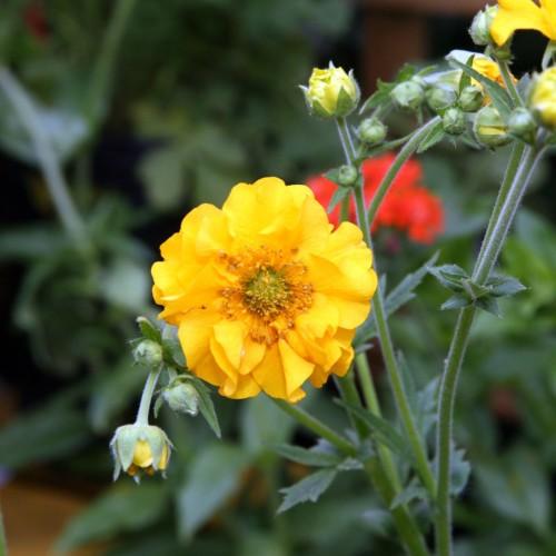 Yellow flower with brown-yellow anthers, dark-green stems and buds