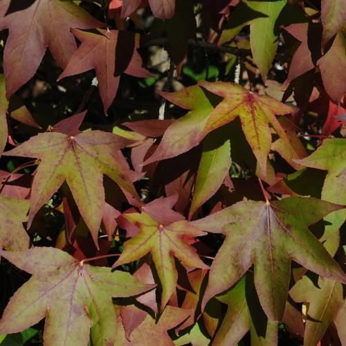 pink-lime leaves with pink petioles and brown branches