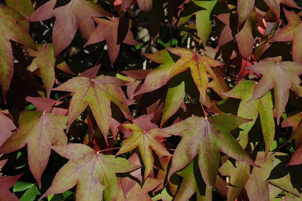 pink-lime leaves with pink petioles and brown branches