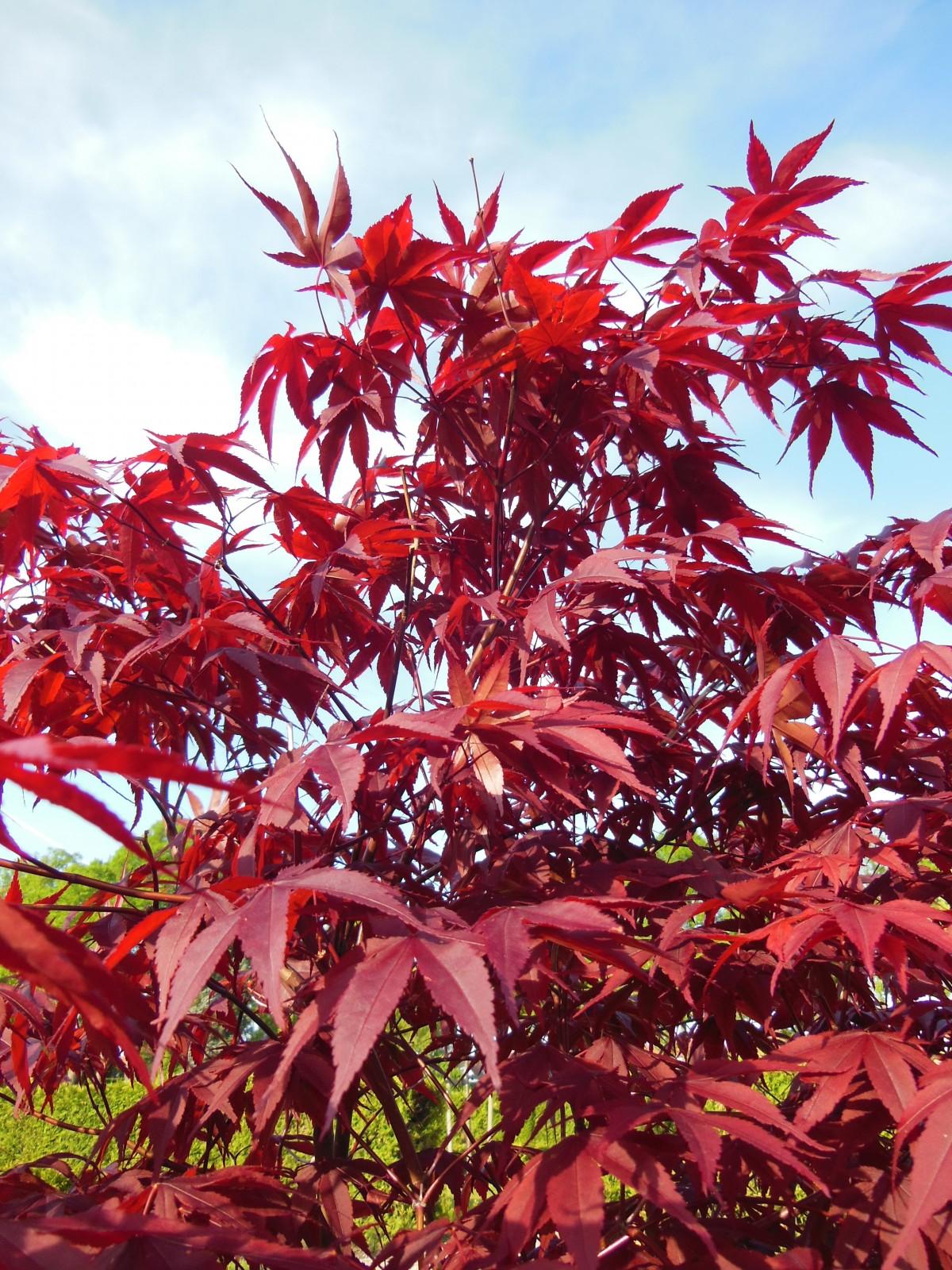 Maple-shaped, red color leaves engraved with tiny red veins spreading throughout on light-brown stems.  