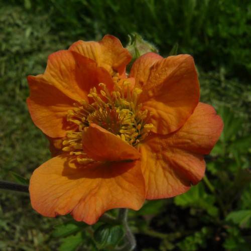 orange-colored flower with yellow stamens and green stem