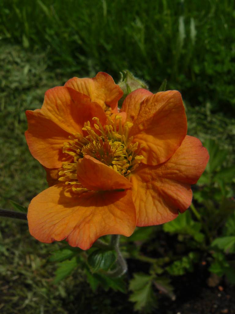 orange-colored flower with yellow stamens and green stem
