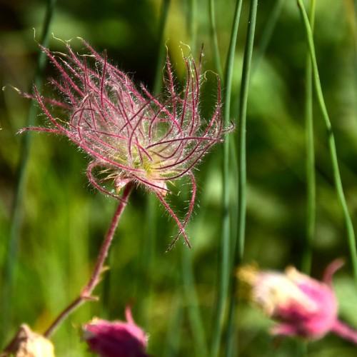 Dark-pink flower with white hair, lime-green center, dark-pink bud and burgundy stems