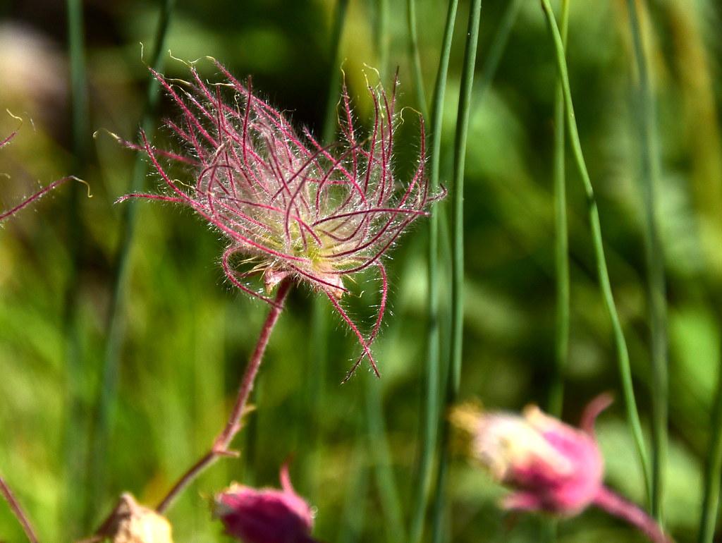 Dark-pink flower with white hair, lime-green center, dark-pink bud and burgundy stems