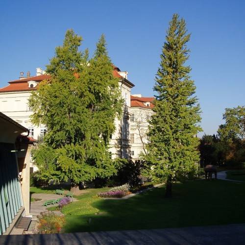 conical-shaped tree with green leaves standing in the garden