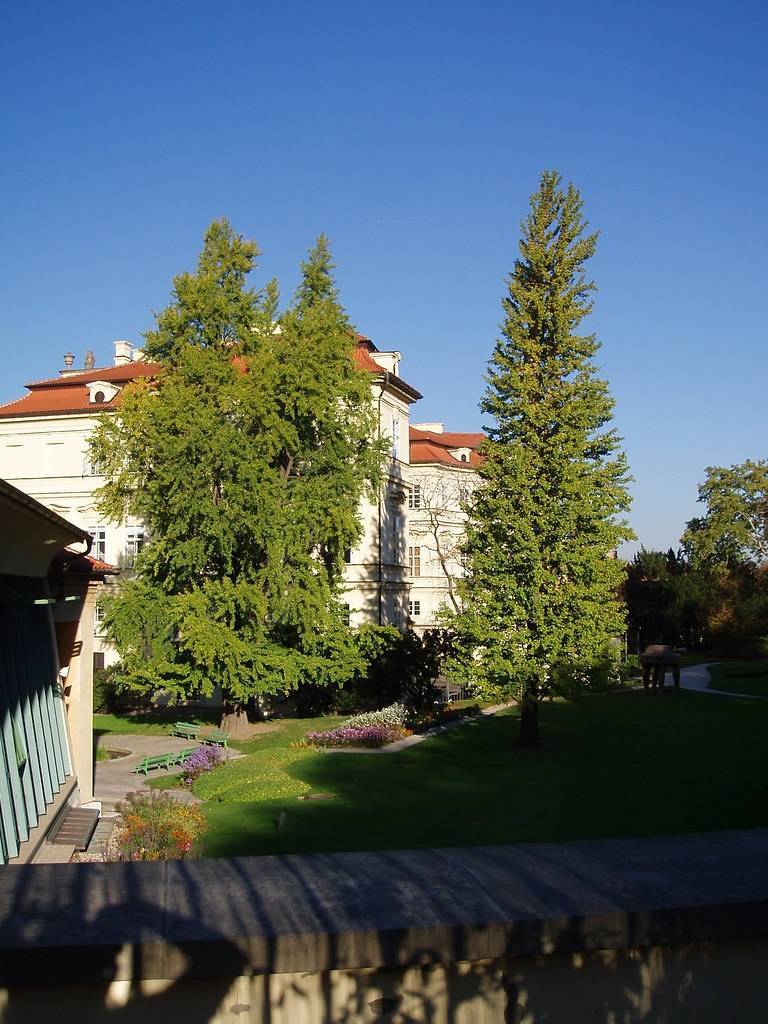 conical-shaped tree with green leaves standing in the garden