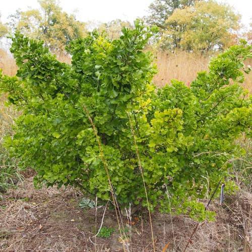 bush-like small tree with green leaves and woody brown, thin stems