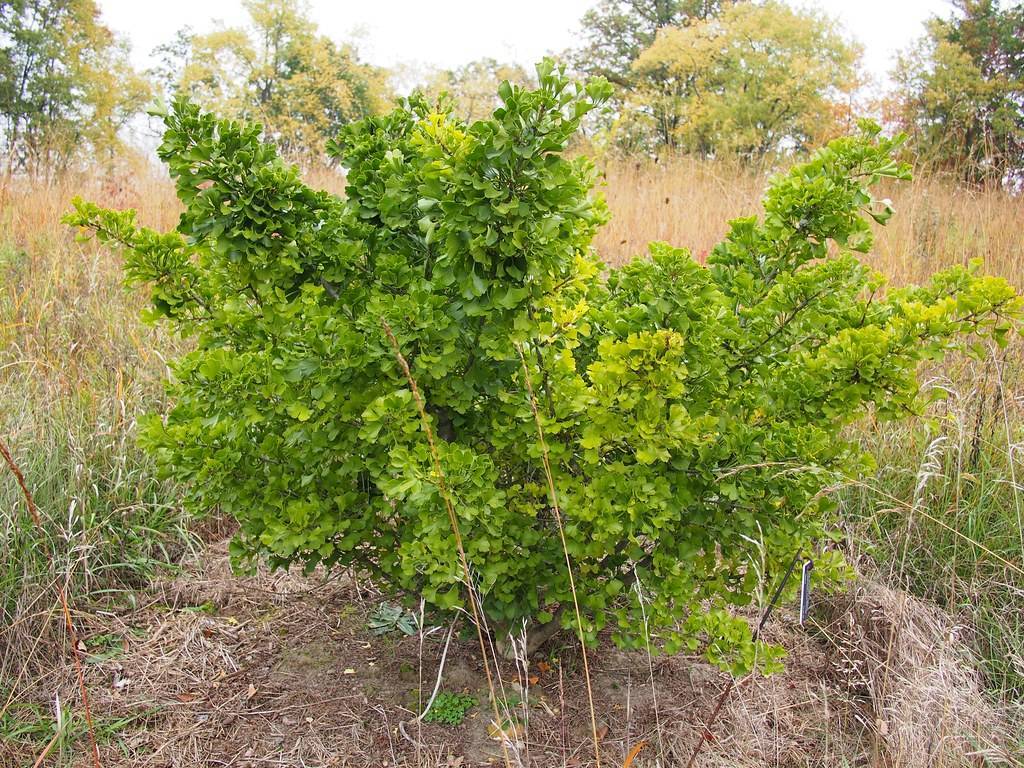 bush-like small tree with green leaves and woody brown, thin stems