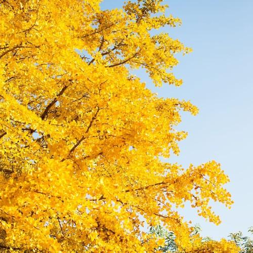 Yellow leaves with brown stems