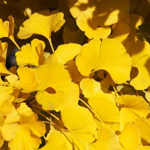 Yellow leaves with yellow stems