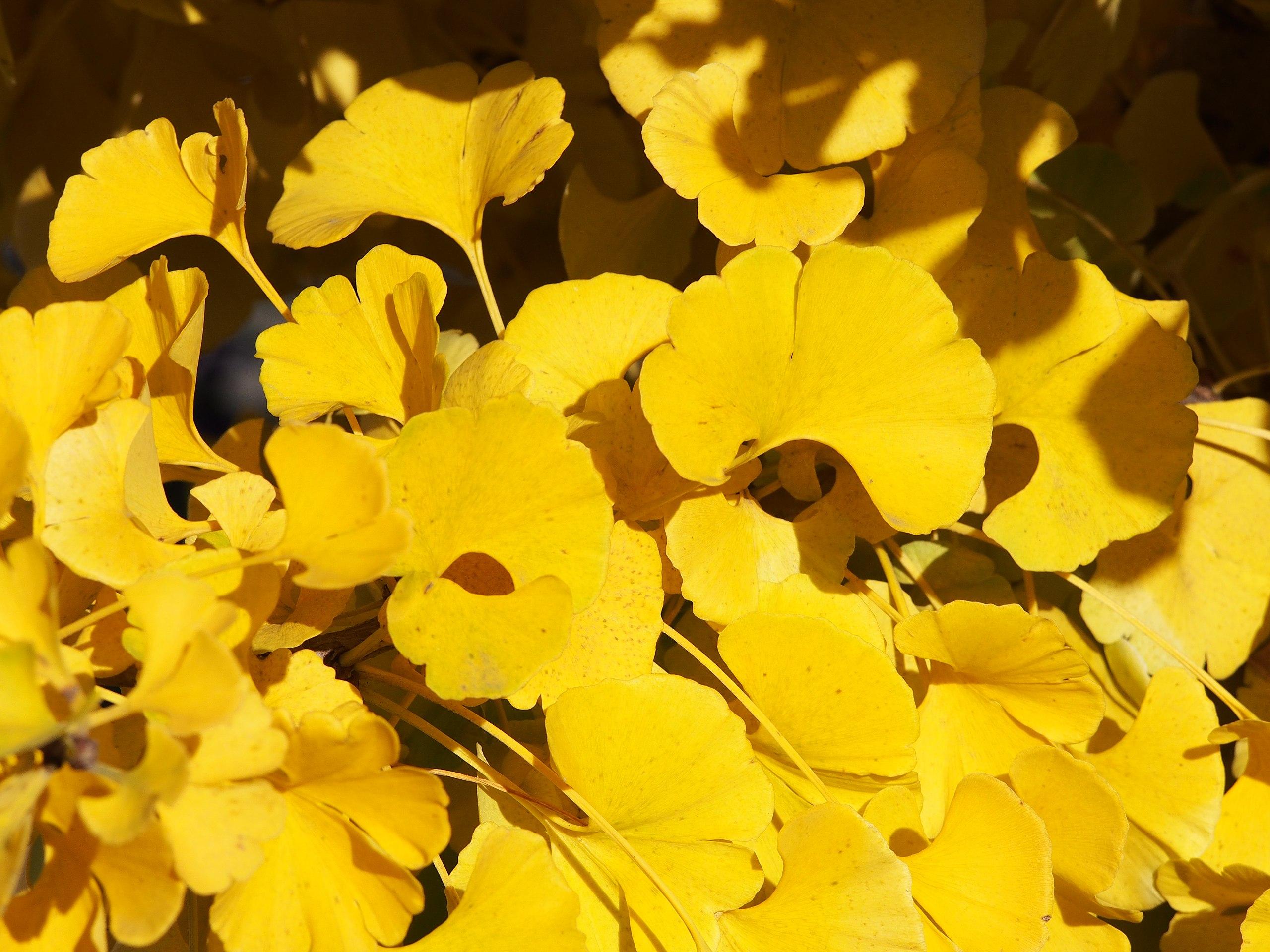Yellow leaves with yellow stems